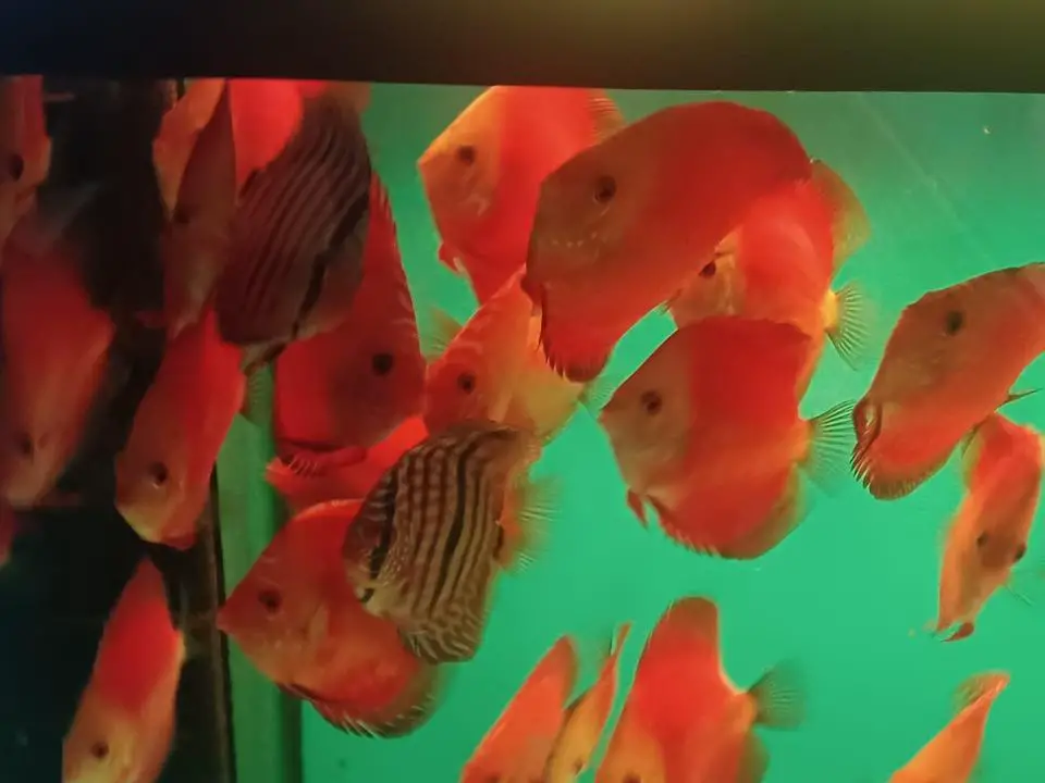 Diskus, Diskusfische, in Top-Qualität