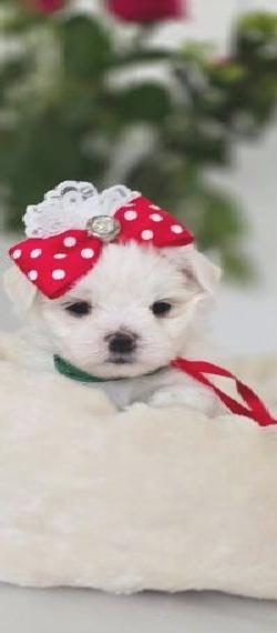 Zauberhafte koreanische Malteserwelpen