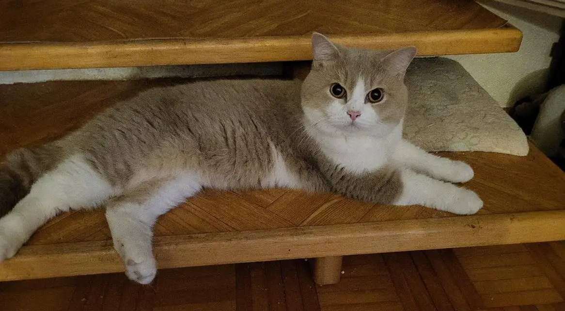 Lieber Deckkater Britisch Kurzhaar