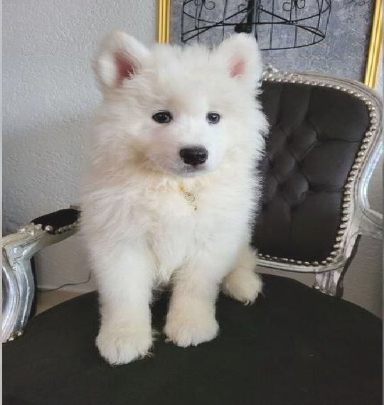 Samojede Rüde .Bärtyp, Schaulinie.