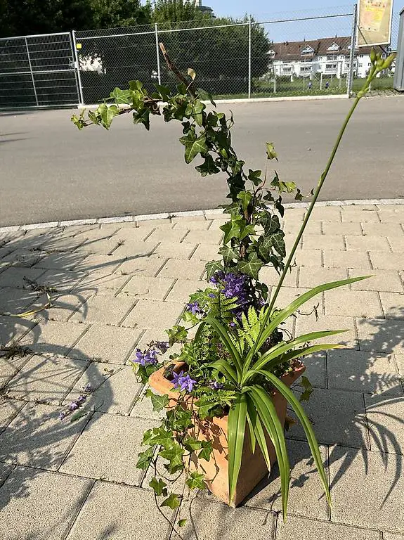 Efeu, Farn und Glockenblumen im Tontopf