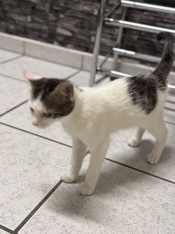 Baby kitten mänlich 4 monate jung