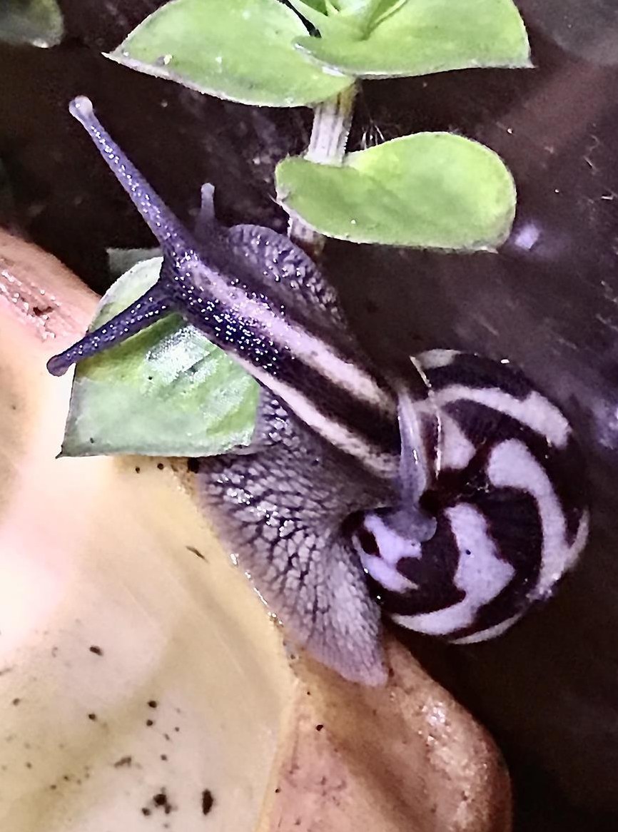 Limicolaria flammea | flammende Hausschnecke