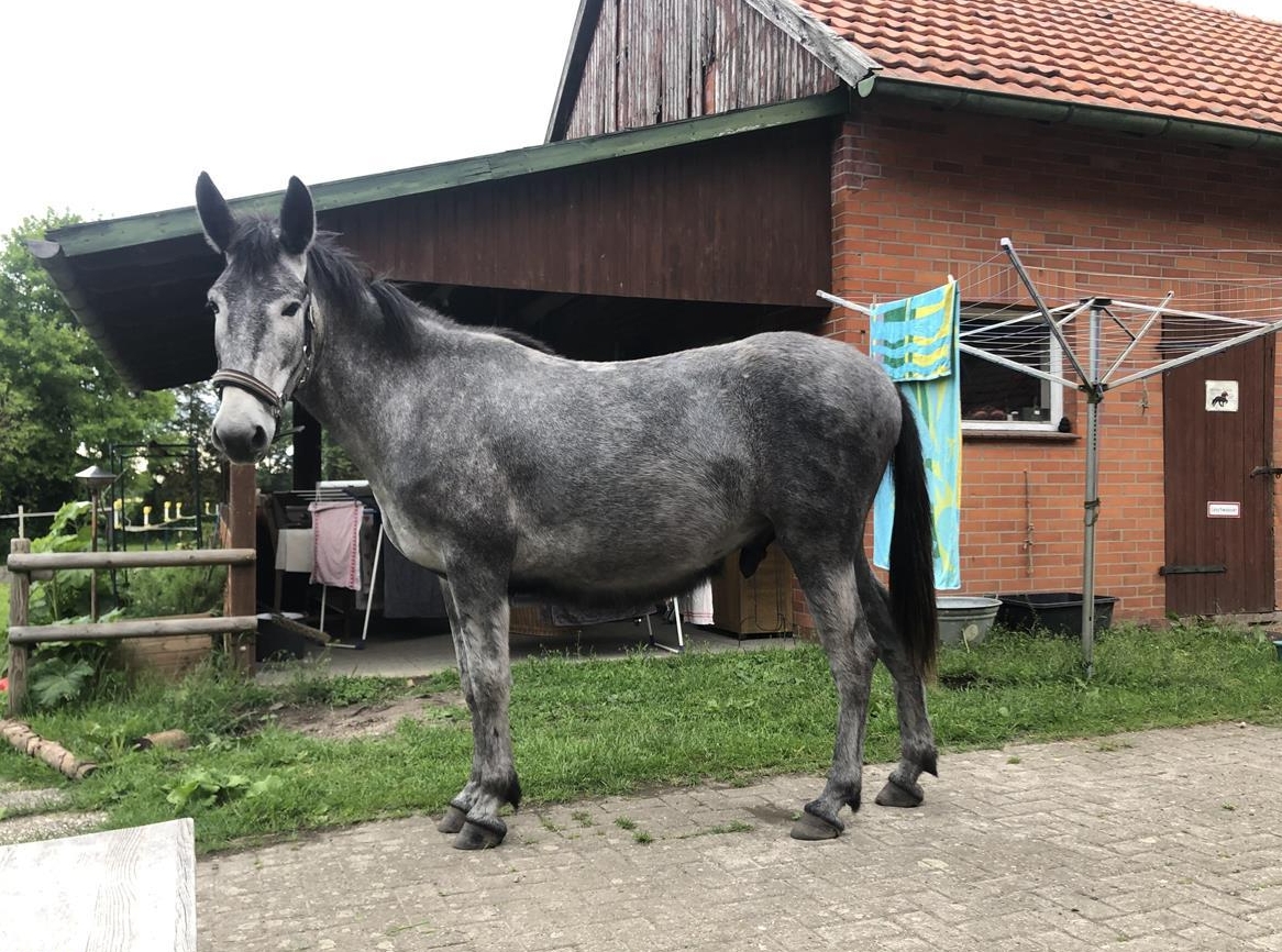 Braver Maultier Wallach, Muli, Lusitano, 3-jährig