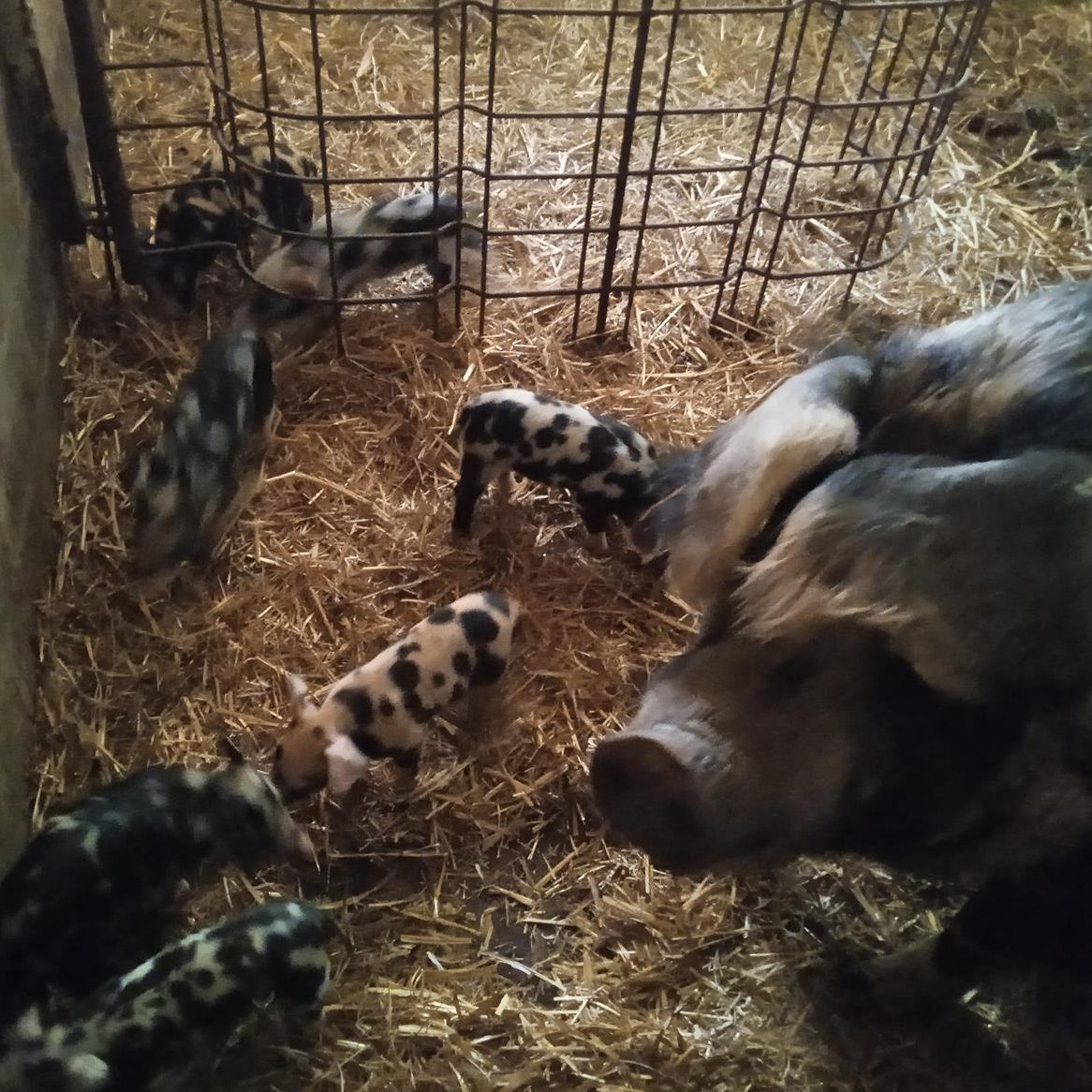 BIO-Turopolje Ferkel zu verkaufen