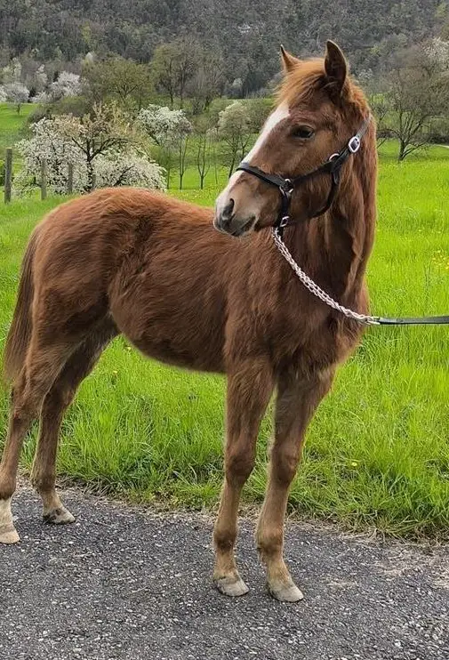 Quarter Horse Hengstfohlen, 10 Monate