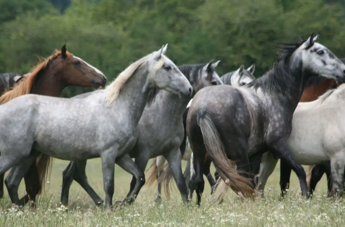 Wir bieten: Fohlenweide für Hengstfohlen in Frankreich
