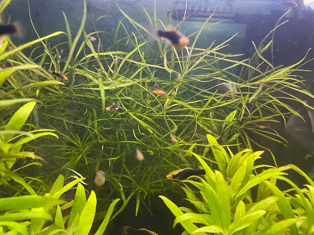 Platy/Junge suchen neues Zuhsuse