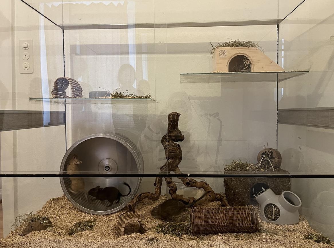 3 Degu Männchen inkl Käfig, Alulaufrad und Zubehör