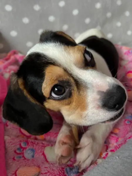 Welpe sucht ein schönes Zuhause