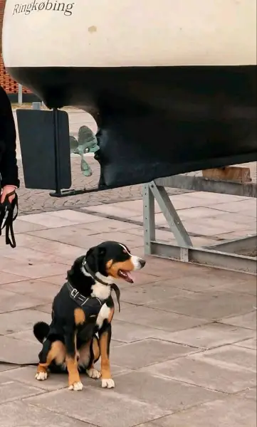 Treuer Appenzeller Sennenhund abzugeben