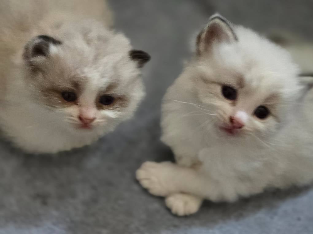 Kitten sibirische waldkatzen