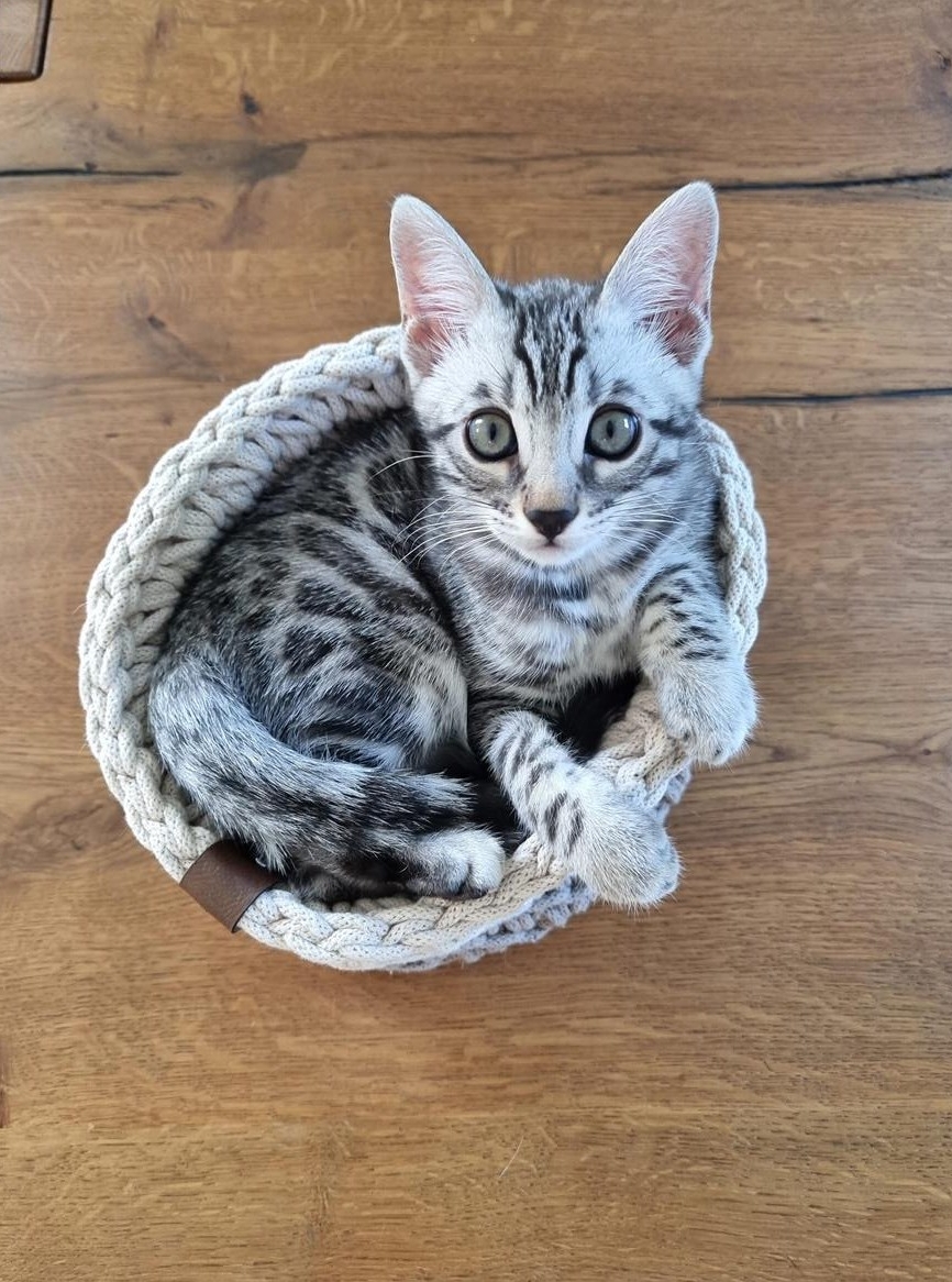 Silver Bengal Kitten mit Stammbaum