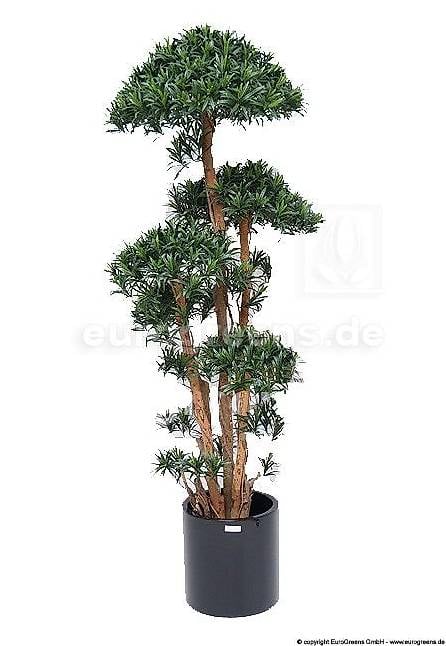 Kunstpflanze Tempelbaum-Podocarpus ca. 180cm