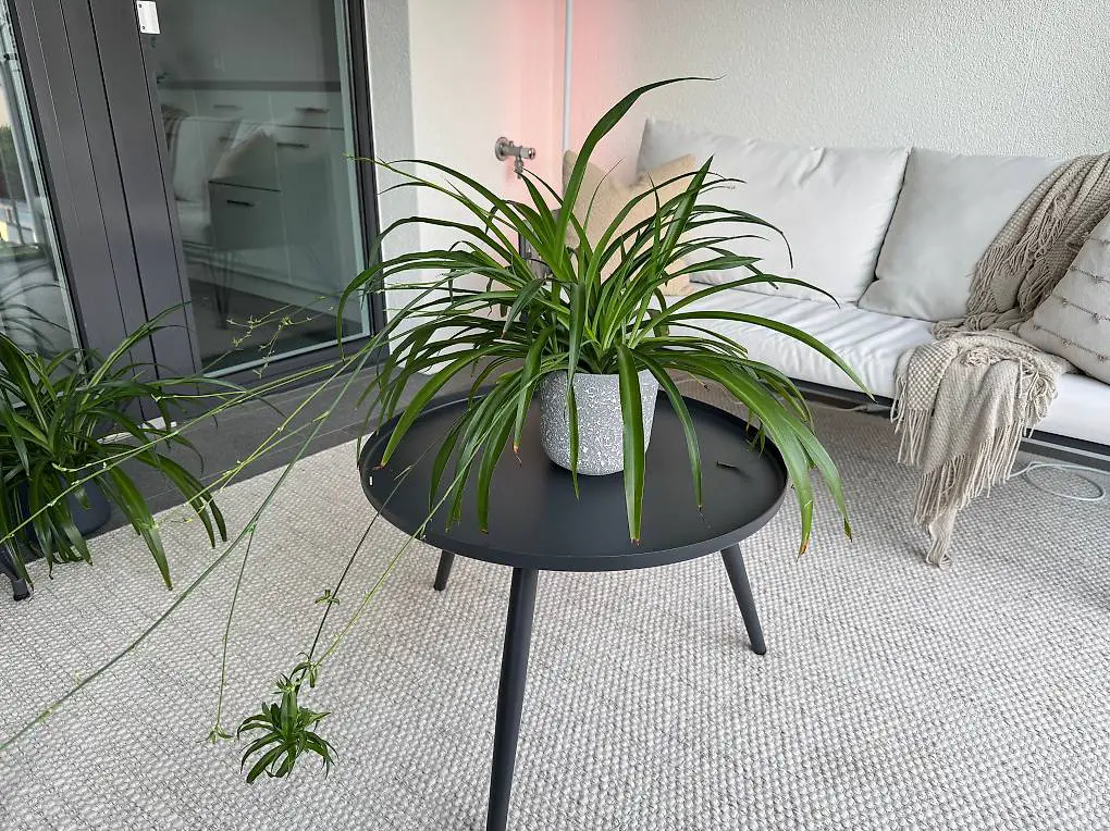 Grünlilie gross mit Kindel