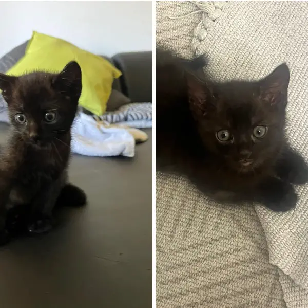 Zwei schwarze Kitten