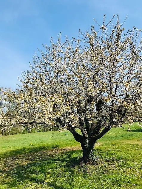 Grosszügiges Bauland in Rheinnähe