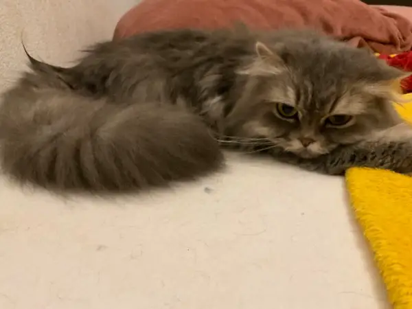 Verkaufe Perser Katze