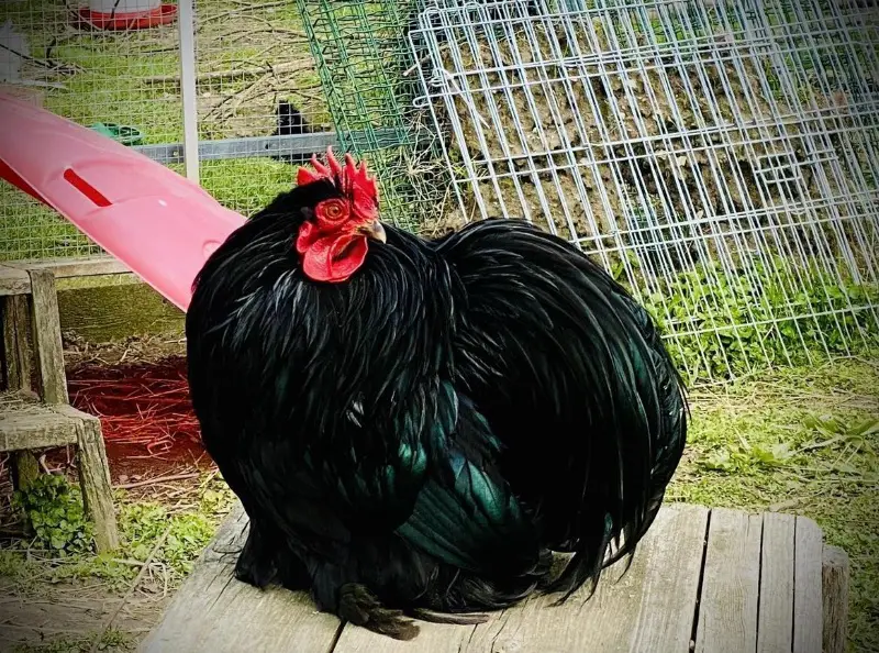 Sehr schöner Cochin Hahn gratis abzugeben