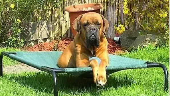  XXL Hundebett Hundeliege 110x80x20cm