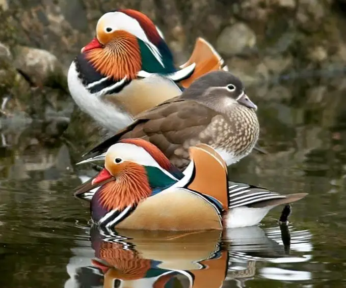 Diverse Enten/Gänse abzugeben NB, beringt, kupiert
