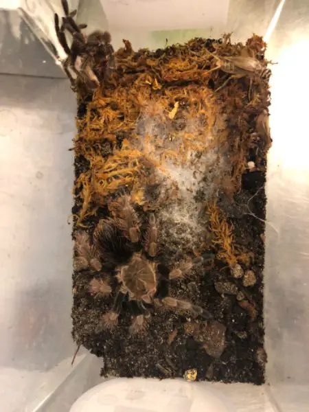 Vogelspinne: Pamphobeteus mascara