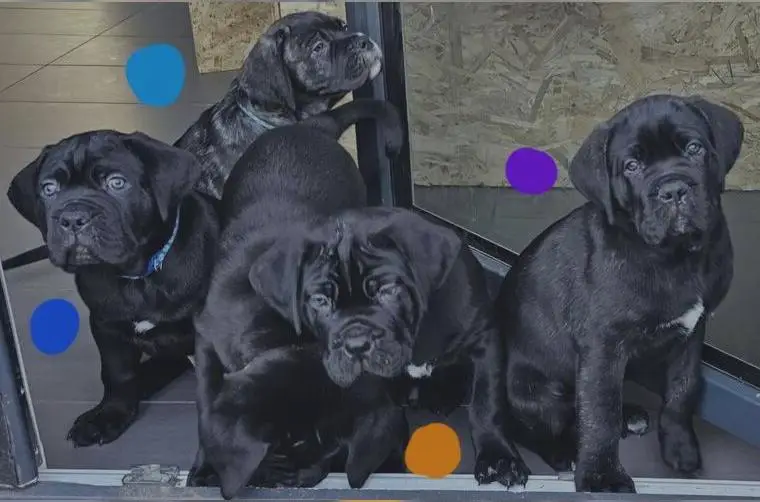 Cane Corso Welpen