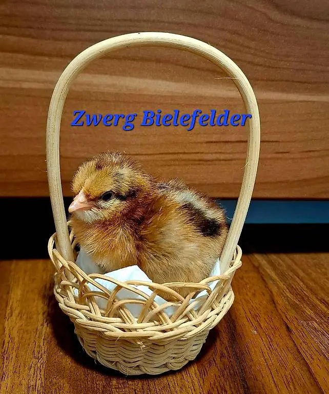 Zwergbanervelder Bielefelder, Küken, Bibeli