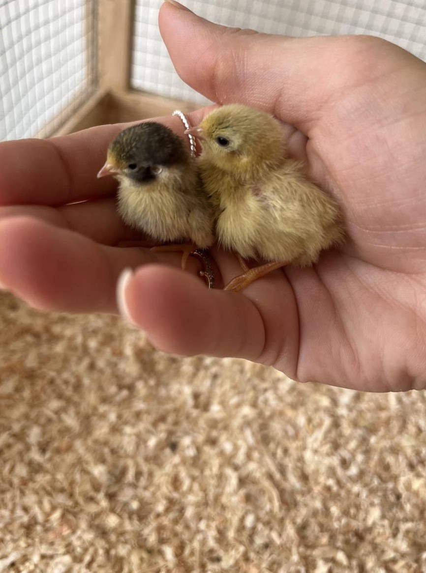Junge Zwergwachteln zu verkaufen