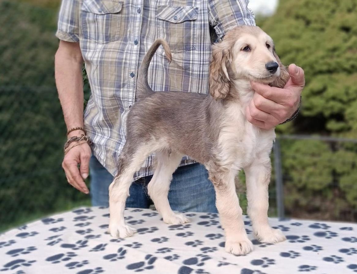 Afghanischer Windhund Welpe aus SKG/FCI anerkannter Zuchtstätte