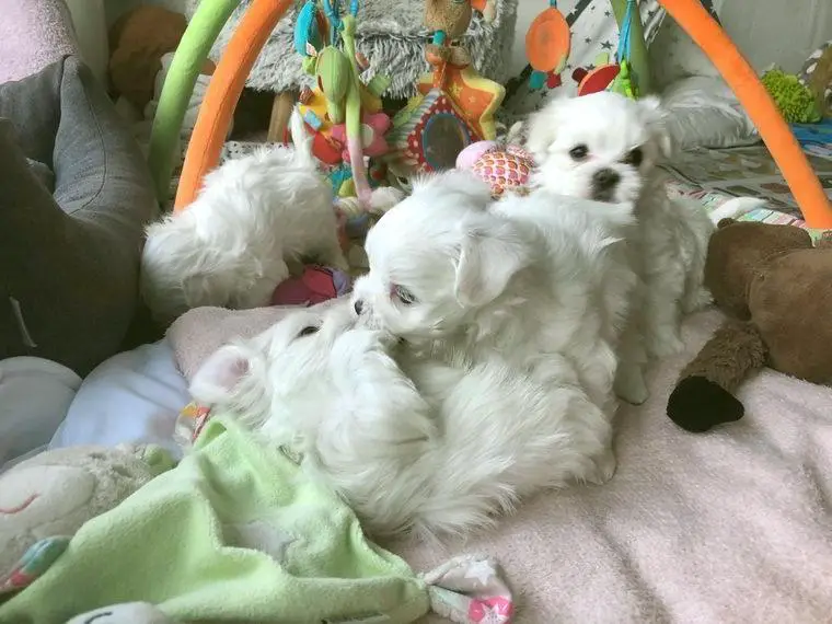 Reinrassige Malteser Hündin sucht noch Ihr für Immer Zuhause