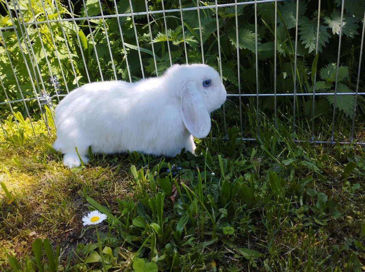 Minilop Zwergwidder weiss mit blauen Augen