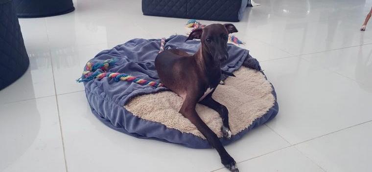 Italienisches Windspiel ... Italian Greyhound .... Sighthound ...