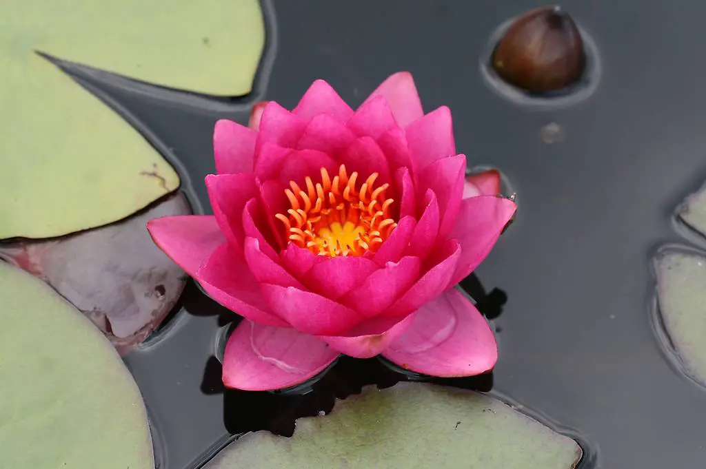 Seerose Teichpflanze Nymphaea "James Brydon"