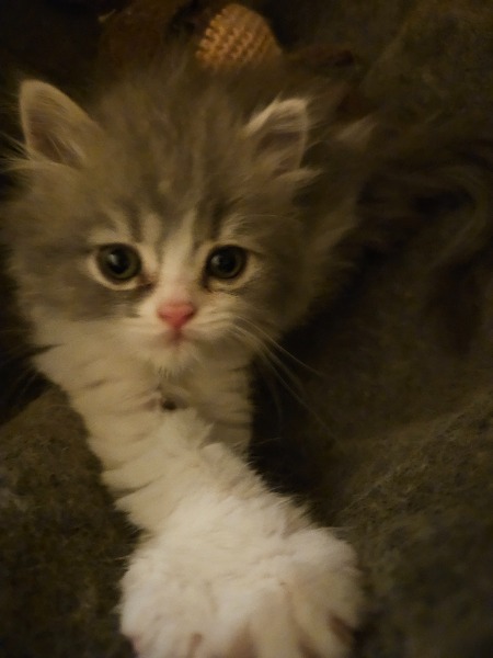 Reinrassige BKH/BLH mit Stammbaum