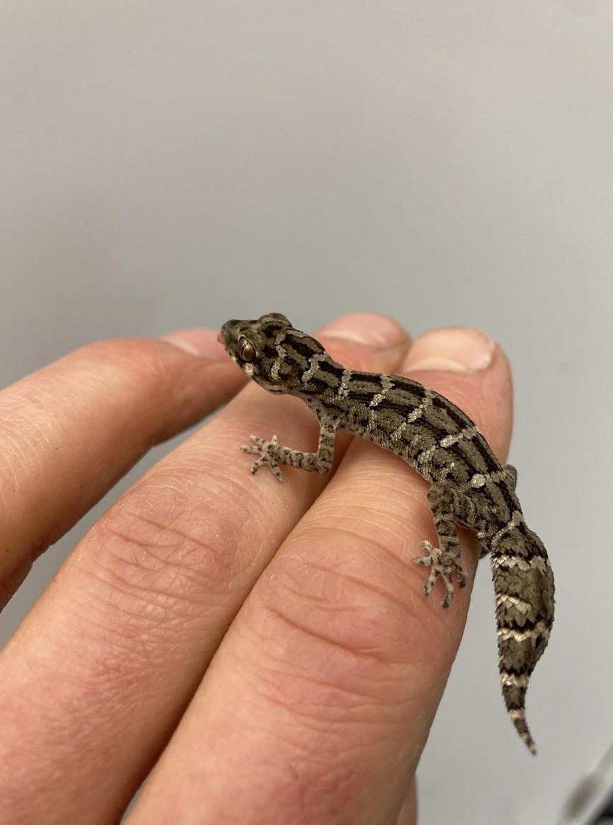 Viperngecko subadult 1.0 aus eigener Nachzucht