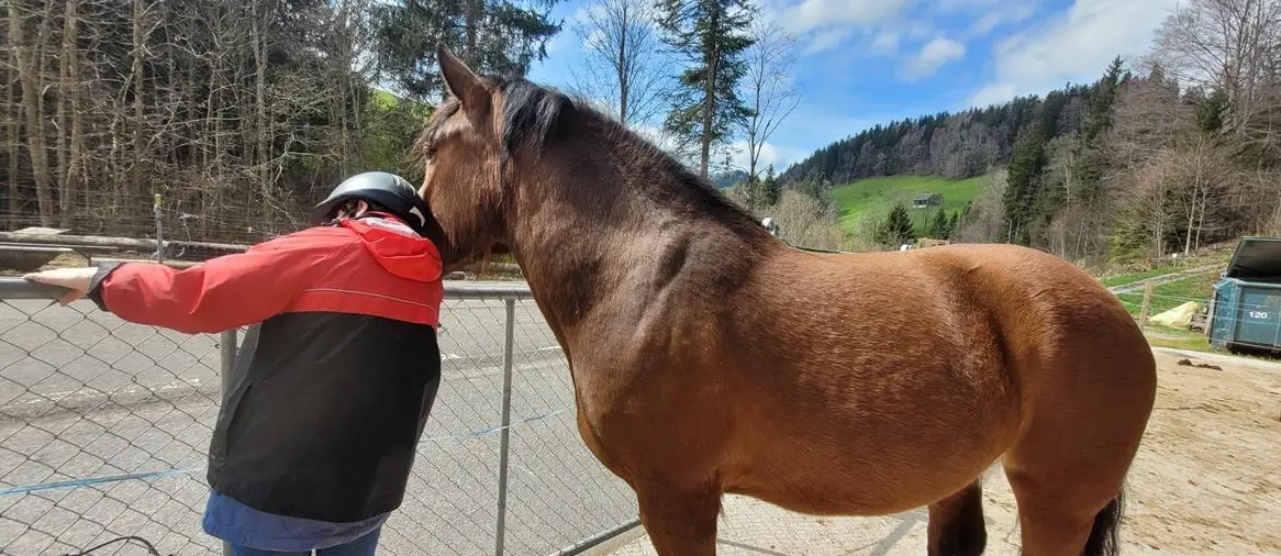 Reitbeteiligung für 7-jährige Burgdorfer Stute