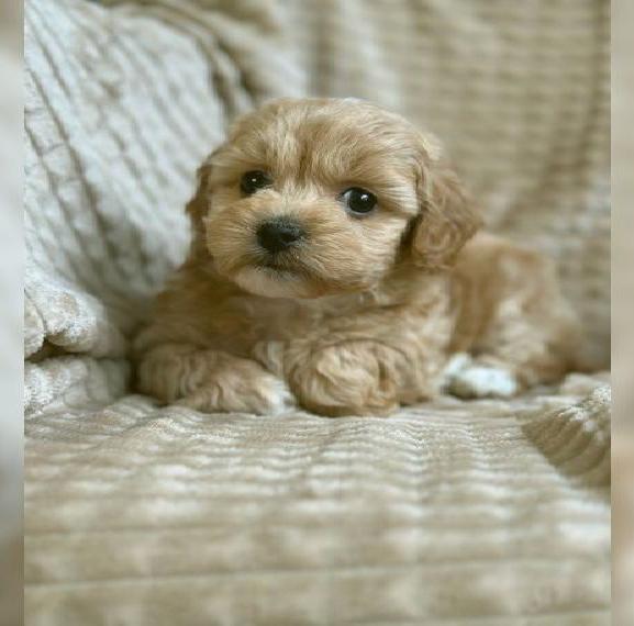 Maltipoo Welpen abzugeben Malteser/Pudel