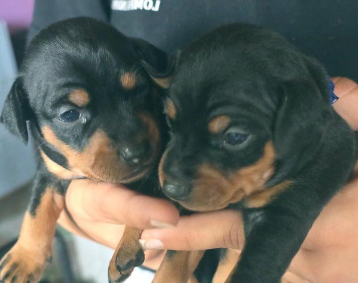 Zwergpinscher Welpen