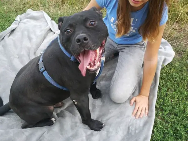 NELSON, verschmuster Mischlingsrüde, ca. 8 Jahre, 49cm, 35kg