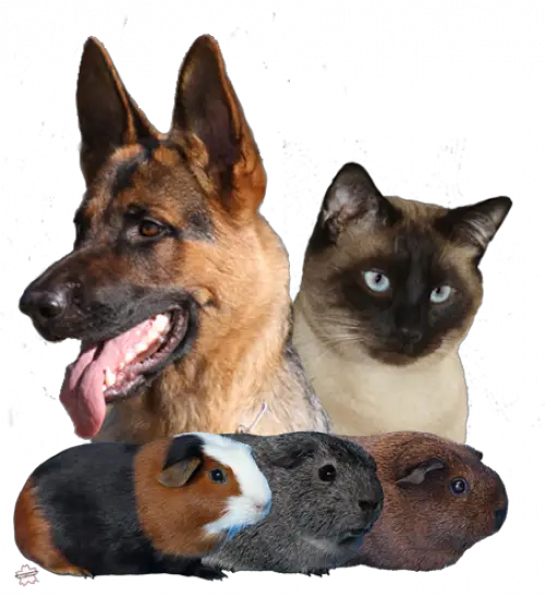 Tierpension zur kleinen Pfote