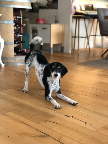 Reinrassigen Mittel Pudel Rüden als Deckrüden (KEIN VERKAUF)