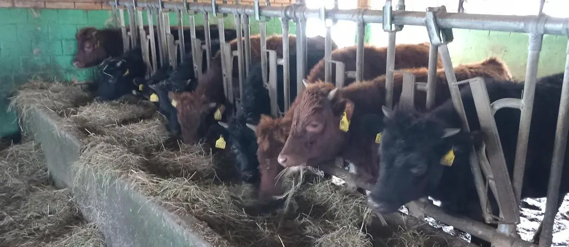 Dexter Rinder und Kühe mit Horn, dun & schwarz