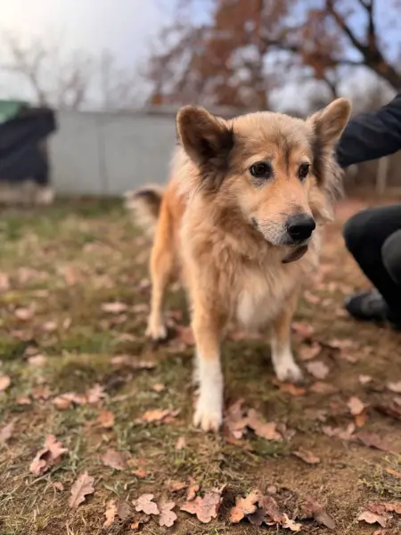 Yummy, Mischlingshündin, ca. 10 Jahre, z.zt. in Ungarn