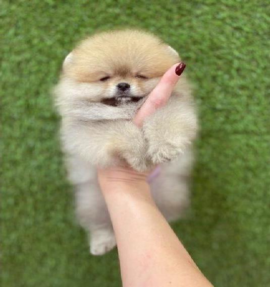 Pomeranian Toy Spitz