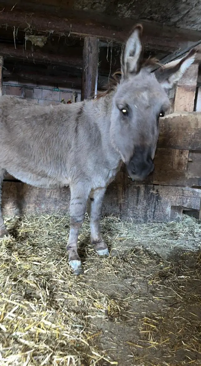 Esel Willy & Rosalie suchen neuen Lebensplatz