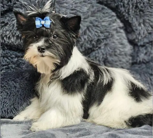 Zuckersüssen Yorki Rüden auch in sonderfarben