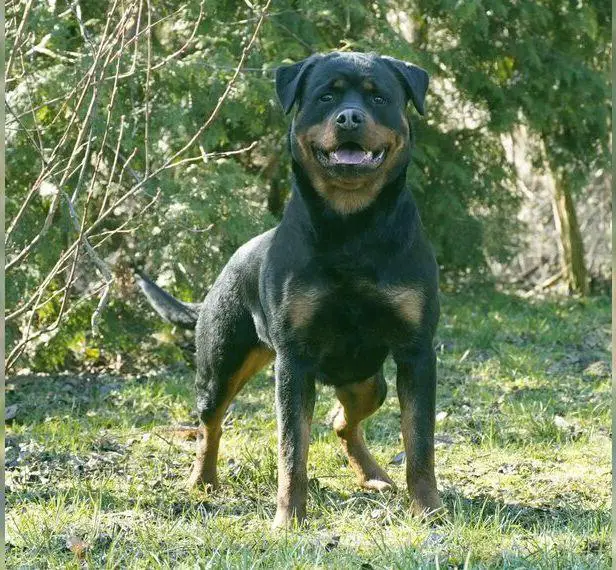 Junge Hündin sucht ein Zuhause