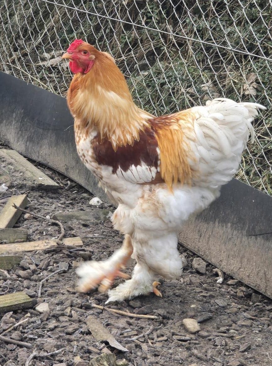 Junger Brahma Hahn, reinrassig