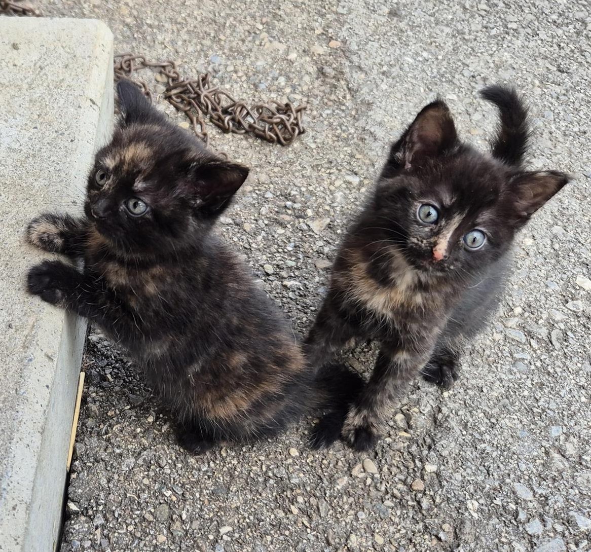 Sehr liebe, anhängliche Kätzchen suchen ein Zuhause